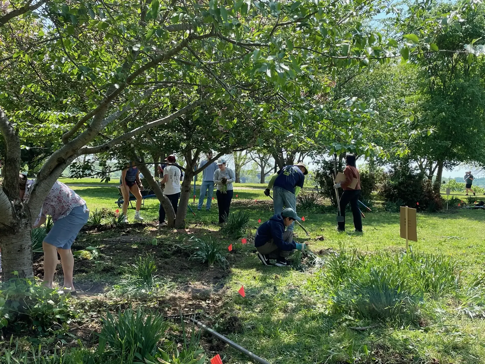 Tree grove restoration and planting